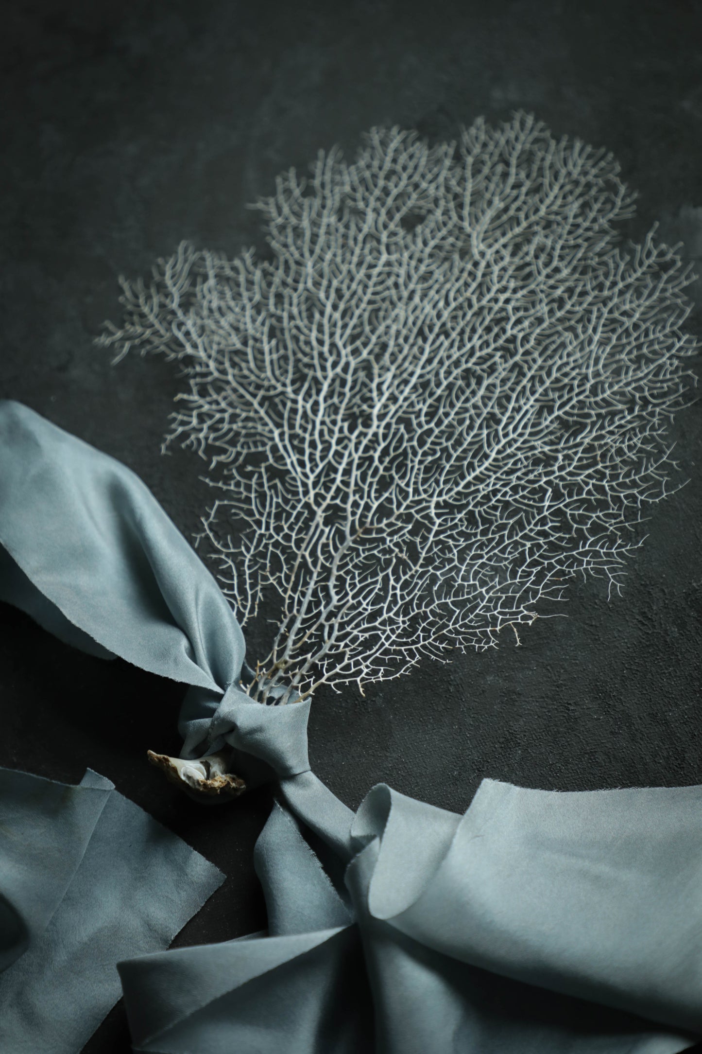 White Sea Fan