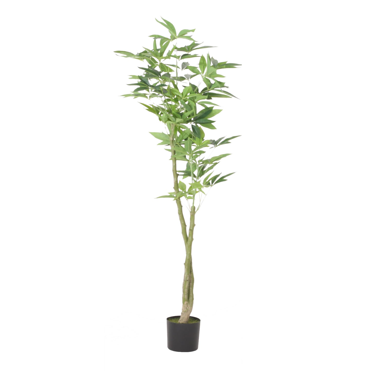 Warmness Artificial Pachira Macrocarpa