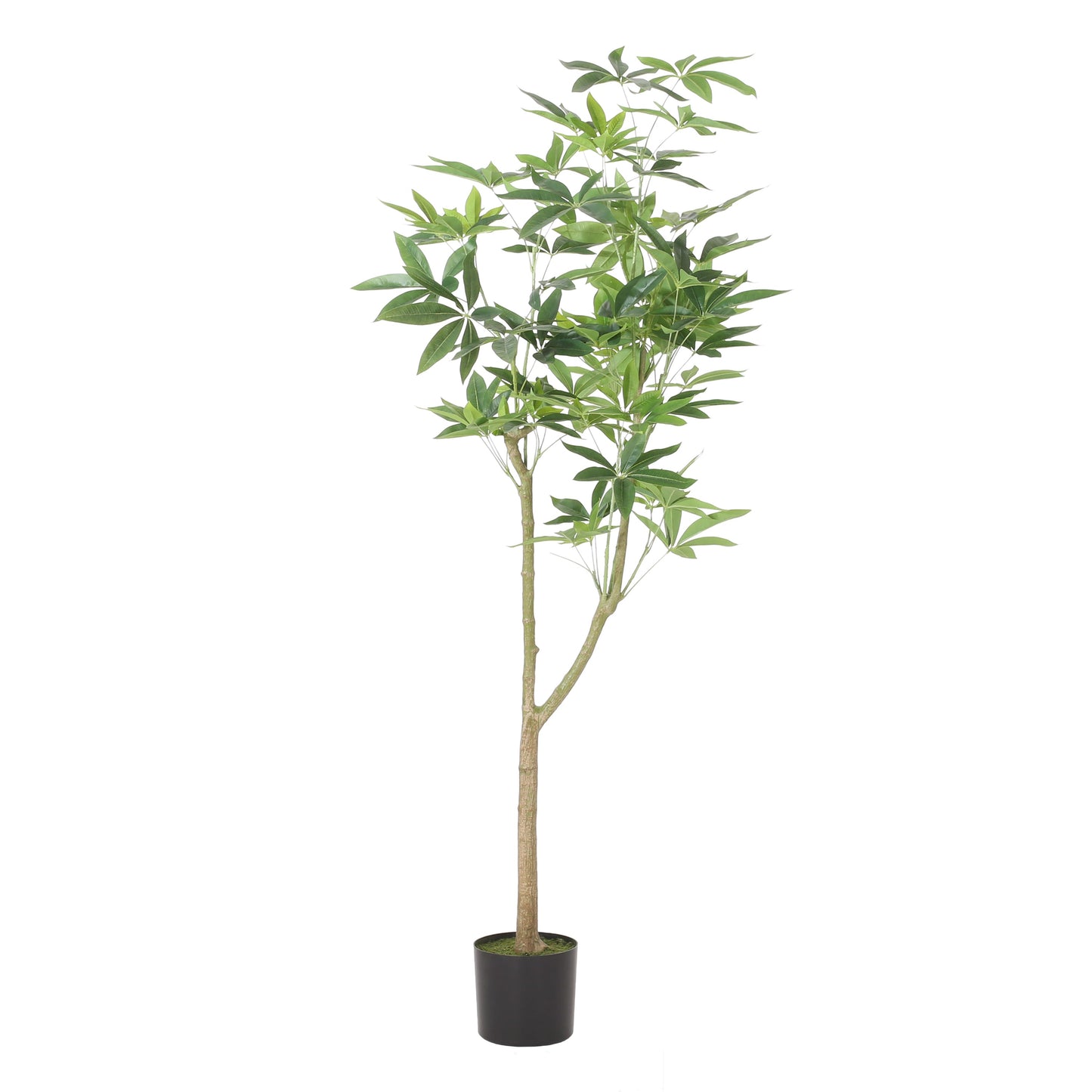 Warmness Artificial Pachira Macrocarpa