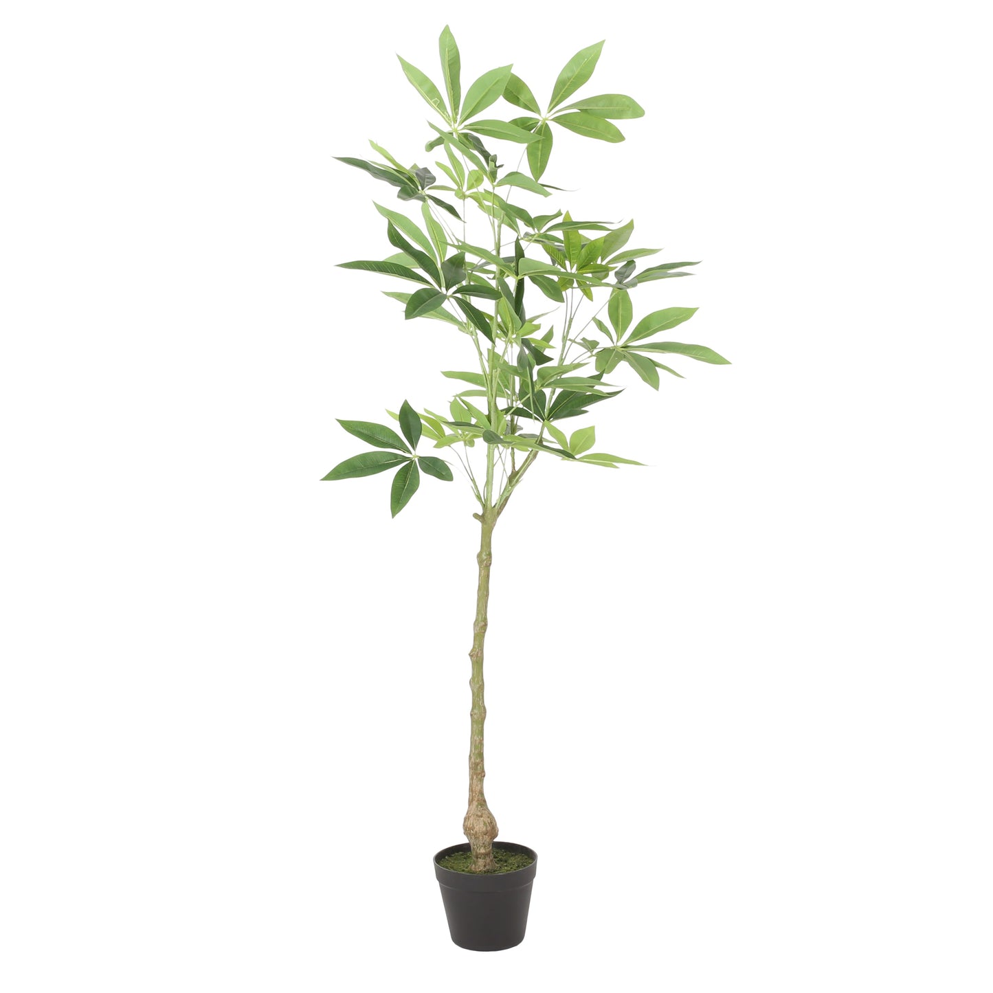 Warmness Artificial Pachira Macrocarpa