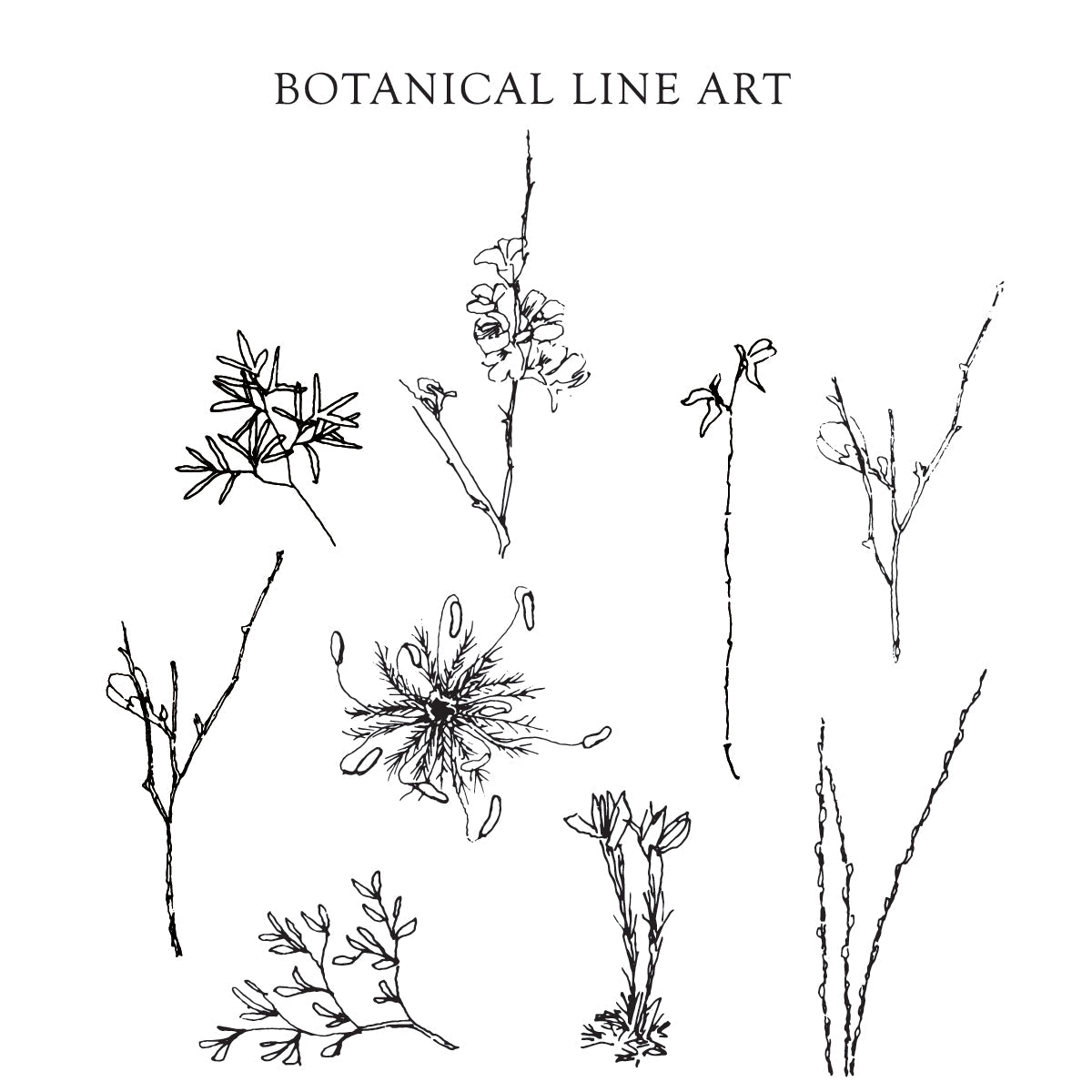 Botanical Line Art {Full Set} Digital Download