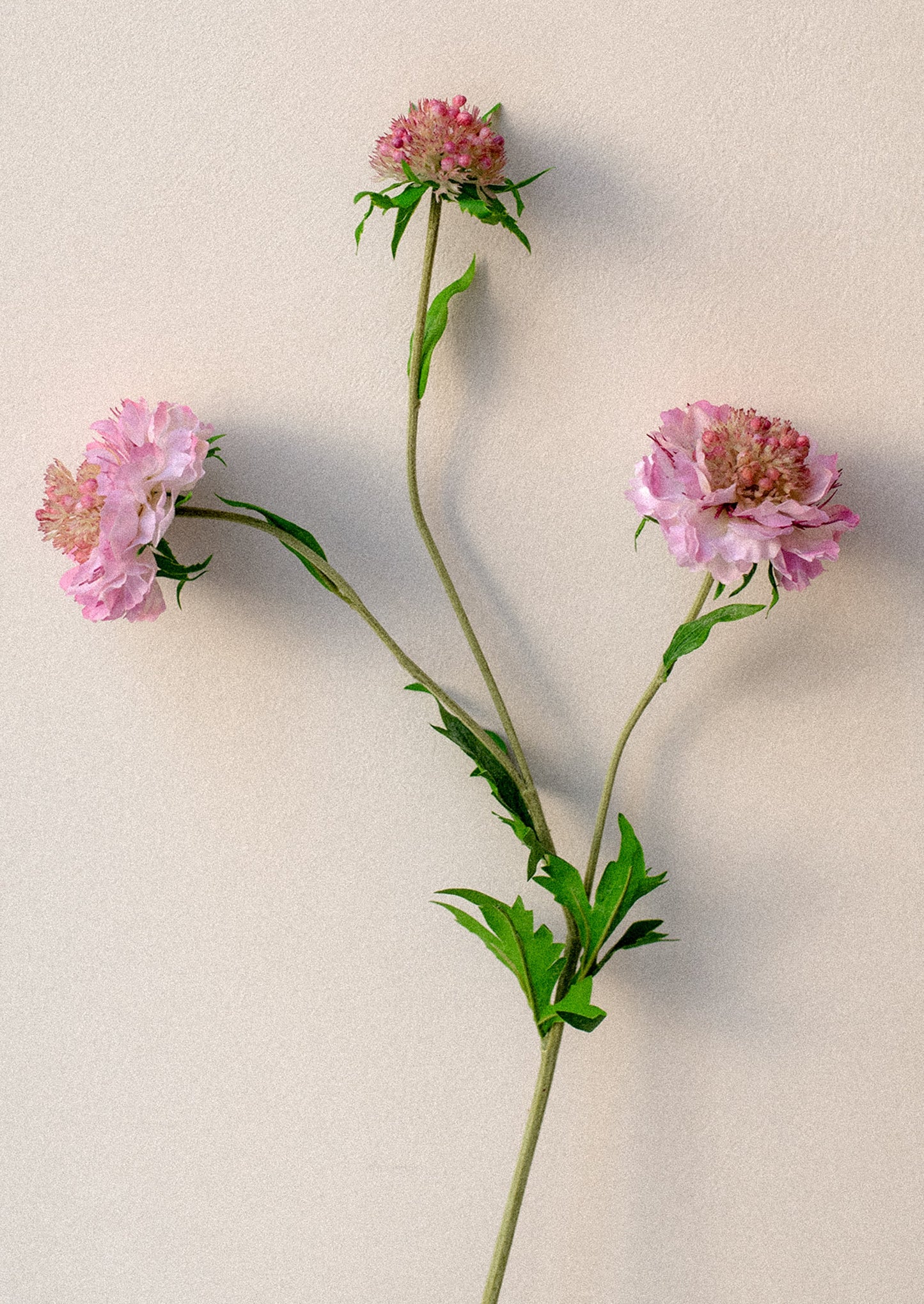 Faux Scabiosa Stem