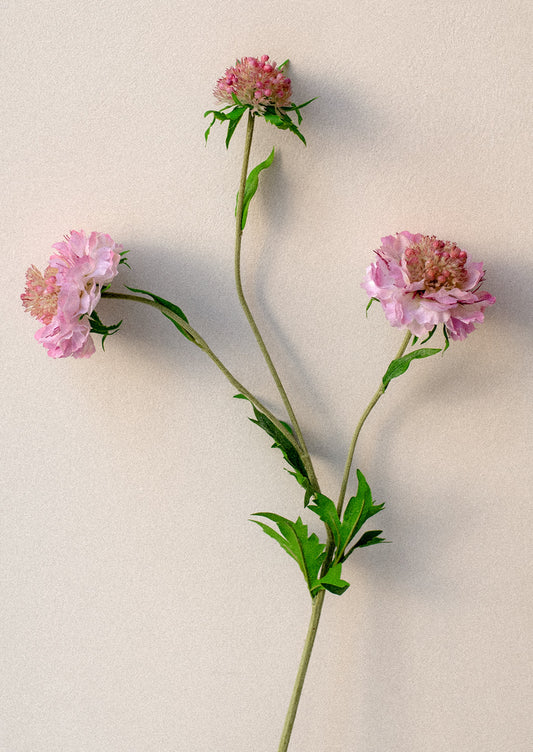 Faux Scabiosa Stem