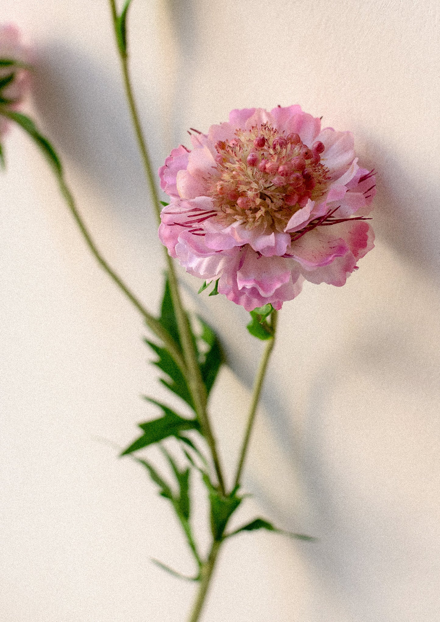 Faux Scabiosa Stem
