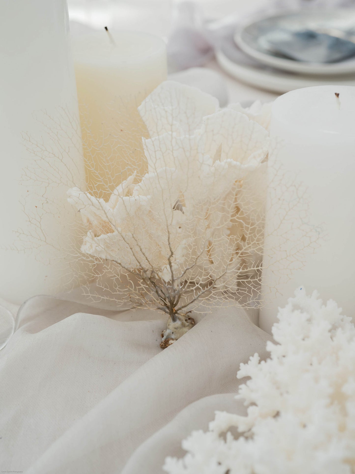 White Sea Fan