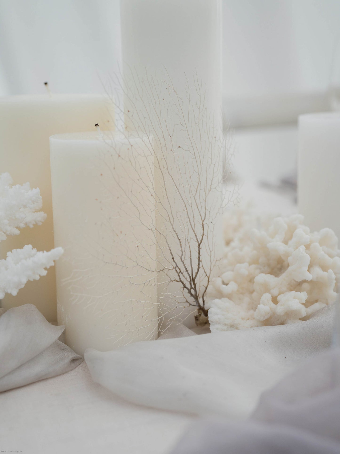 White Sea Fan