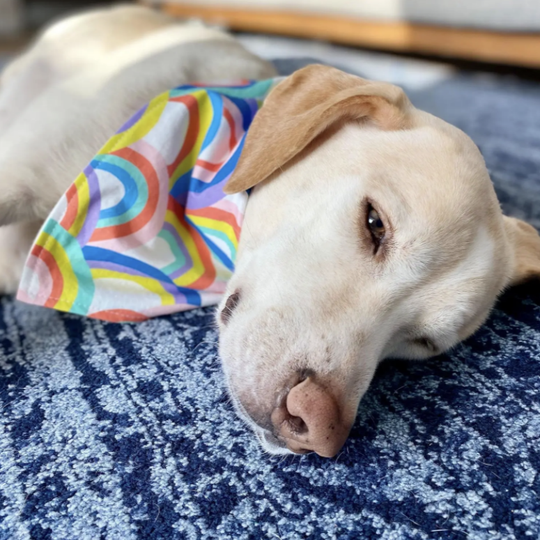 Rainbow Dog Bandana