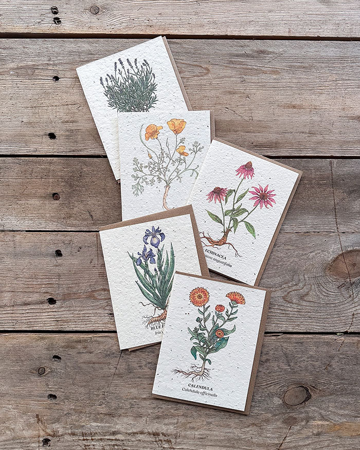 Wildflower Seed Cards