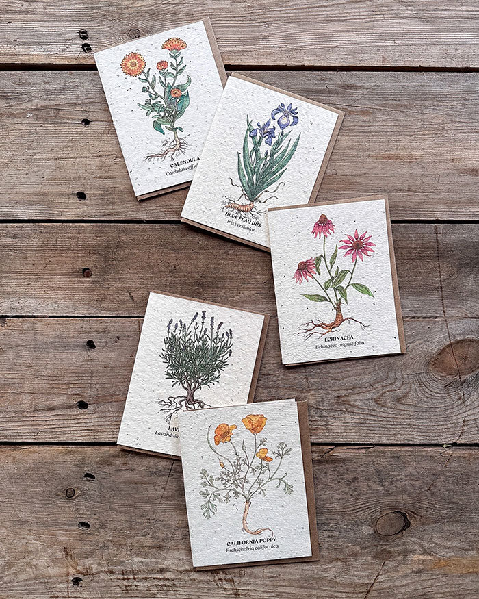 Wildflower Seed Cards