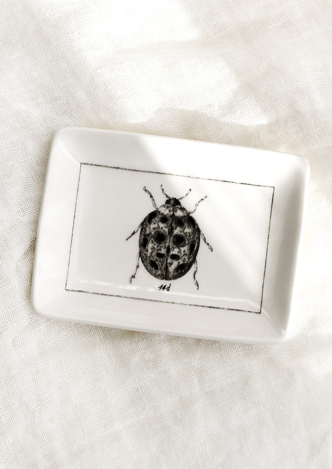 Entomology Trinket Dish