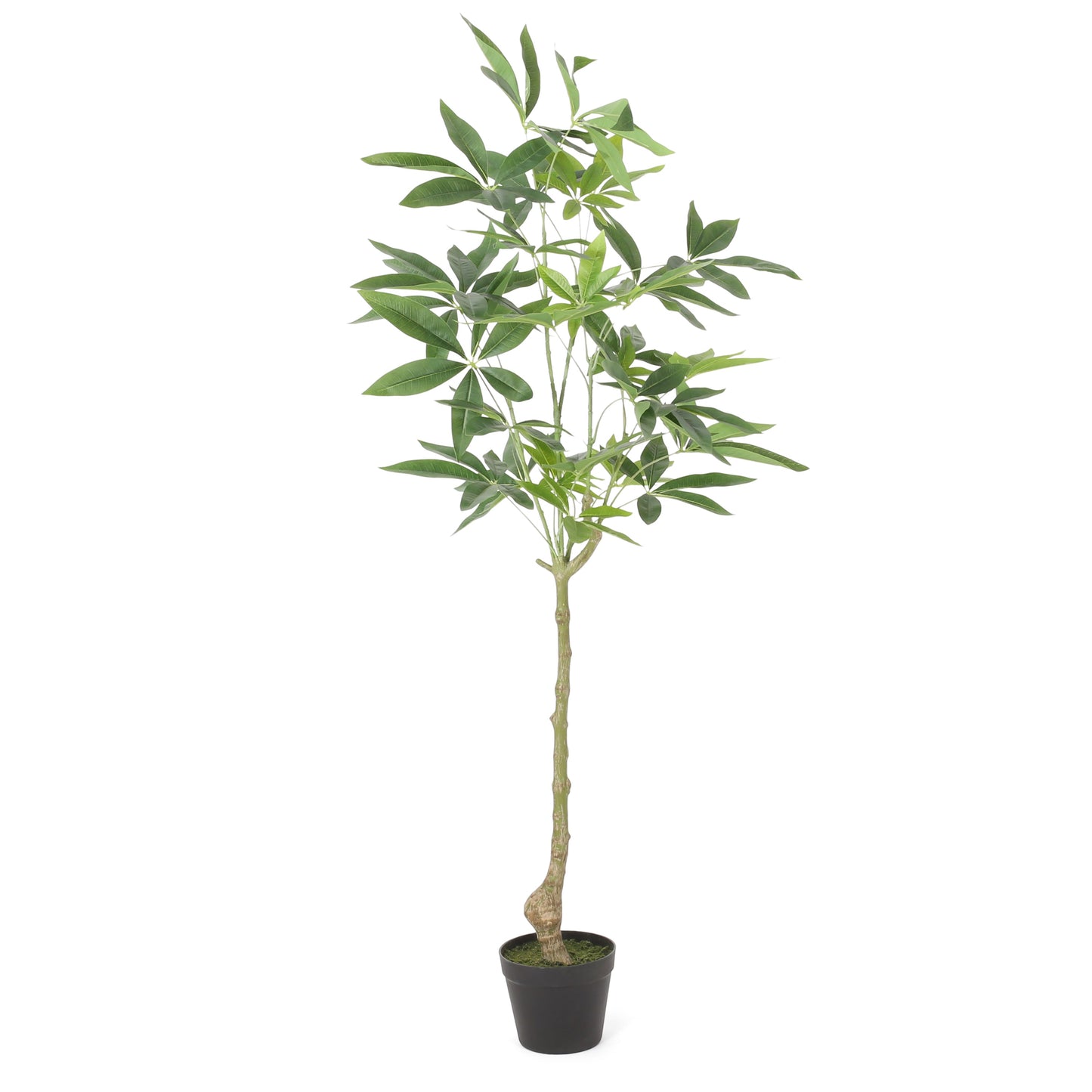 Warmness Artificial Pachira Macrocarpa
