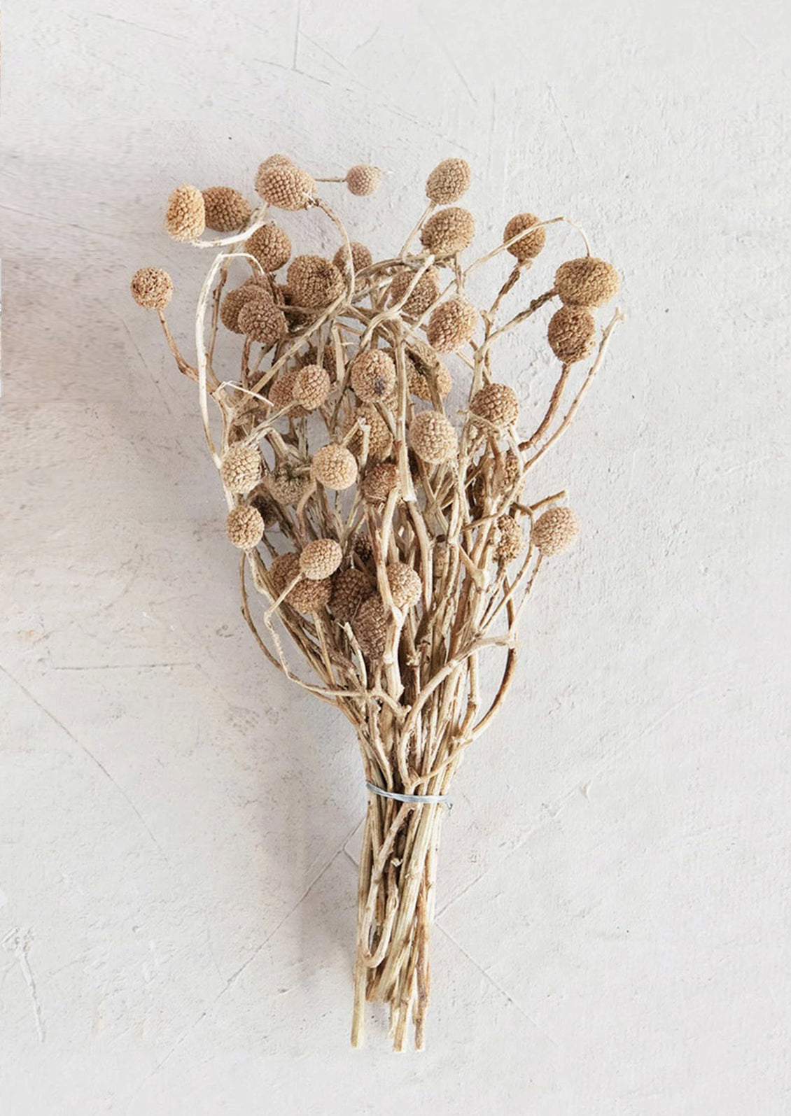 Dried Seedpod Bundle