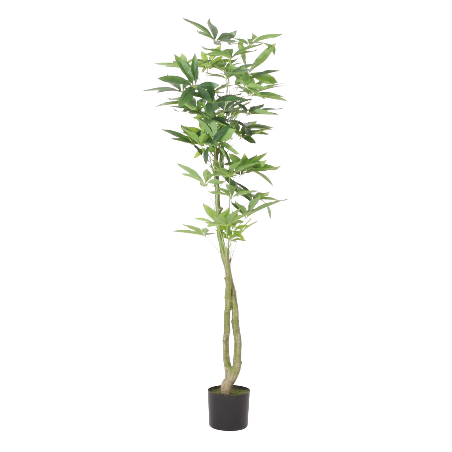 Warmness Artificial Pachira Macrocarpa