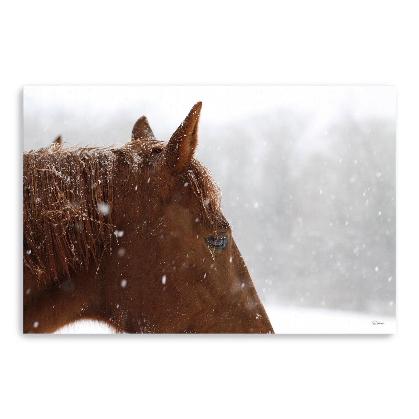 Snowy Caleb Giclee Canvas Wall Art