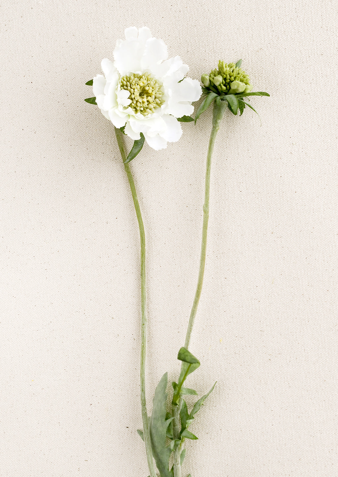 Faux Scabiosa Flower Stem