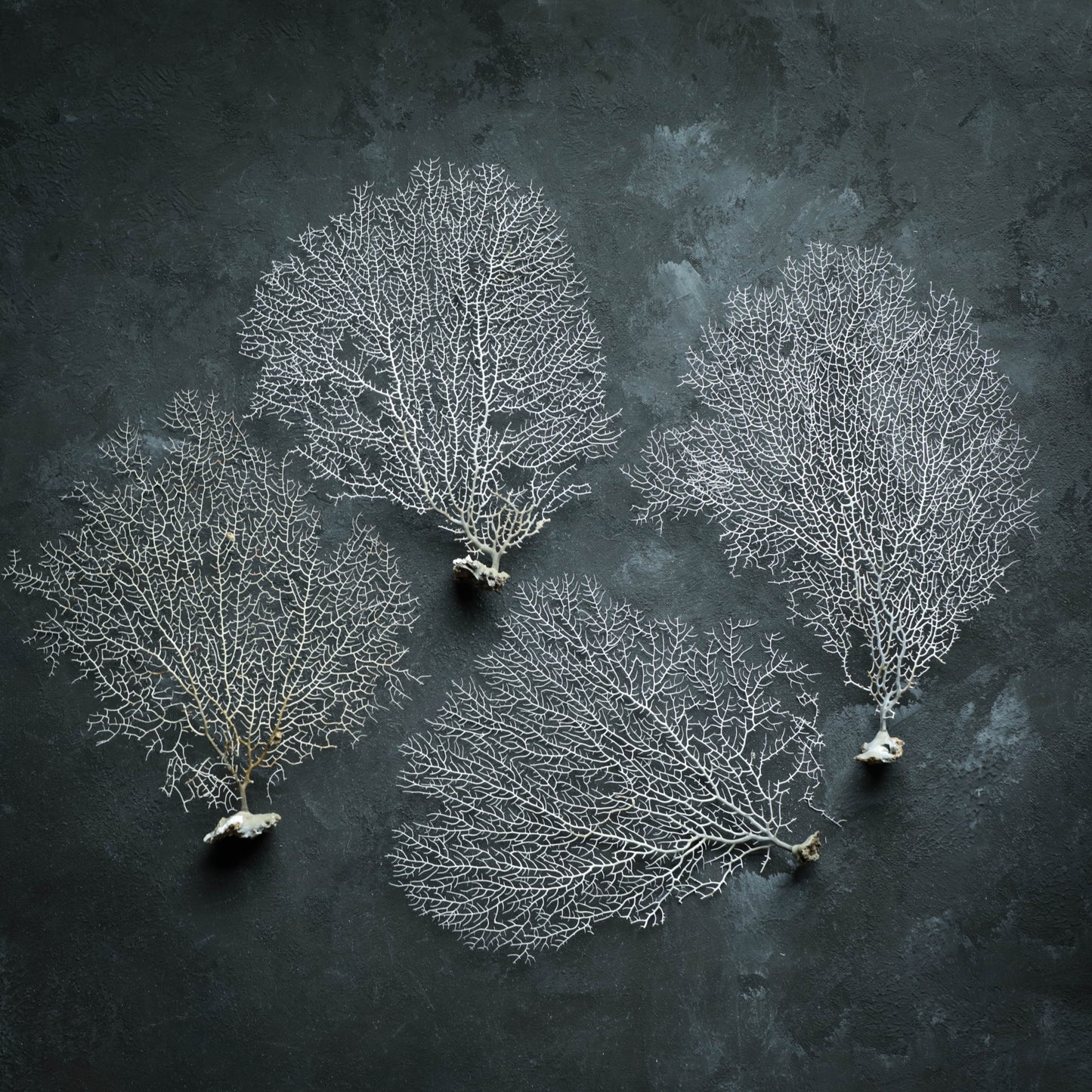 White Sea Fan
