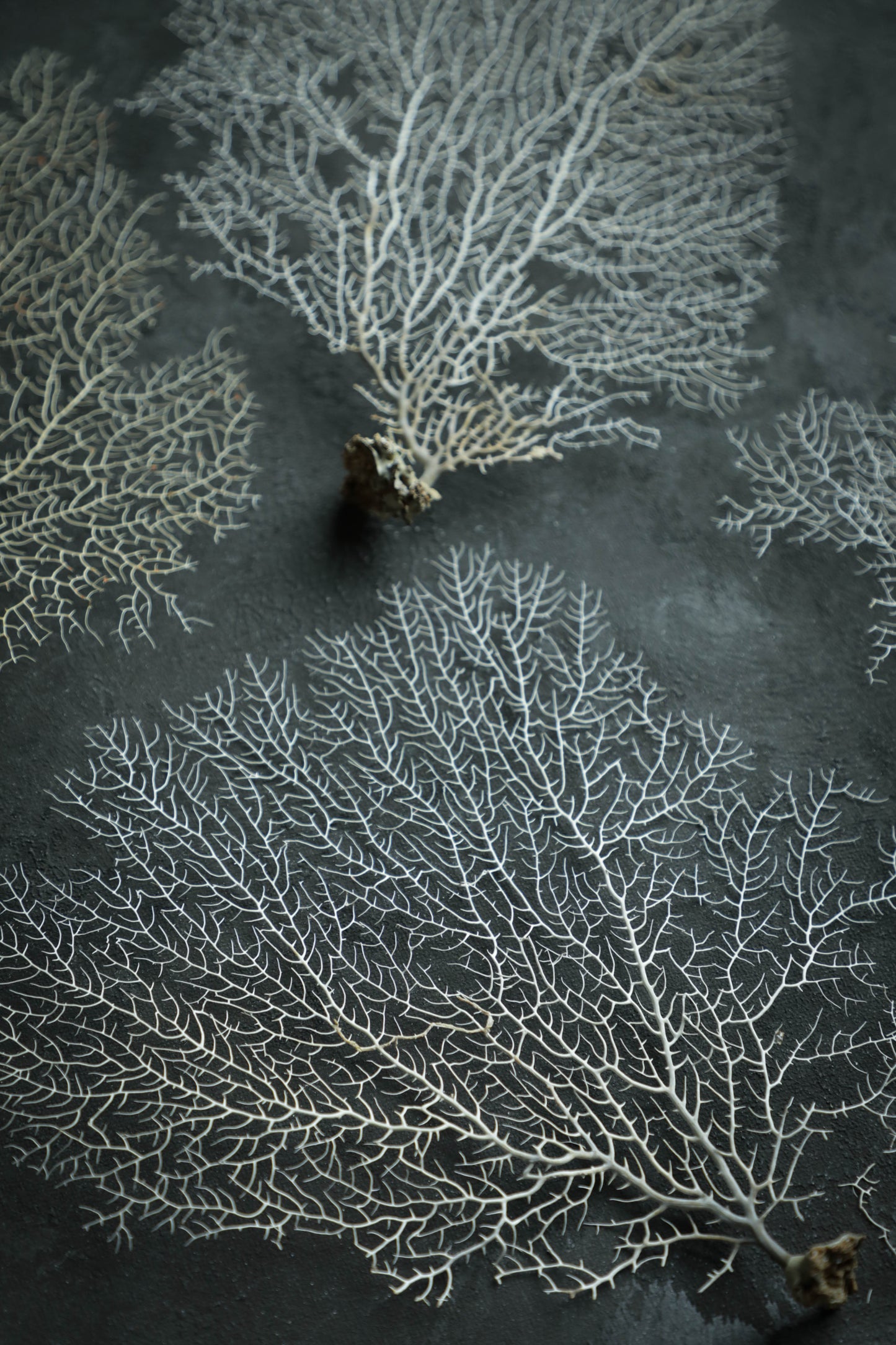 White Sea Fan
